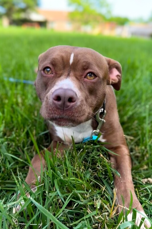 Learn More About Vera Vera - Dog