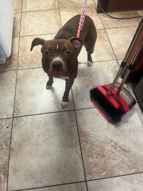 Learn More About Vera Vera - Dog