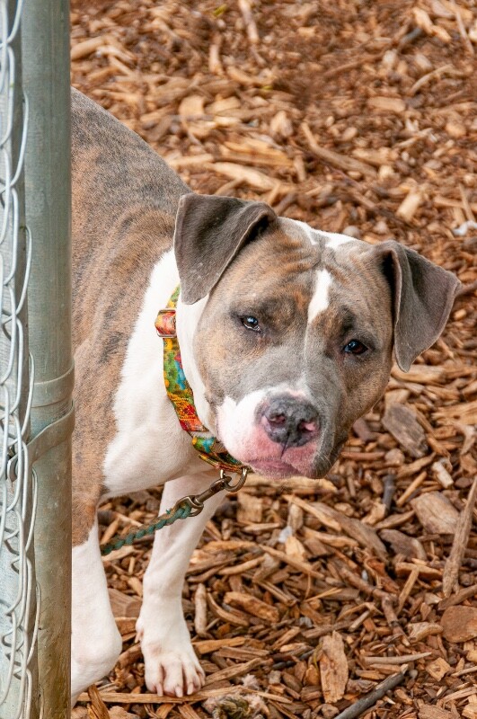Ceres - Dog