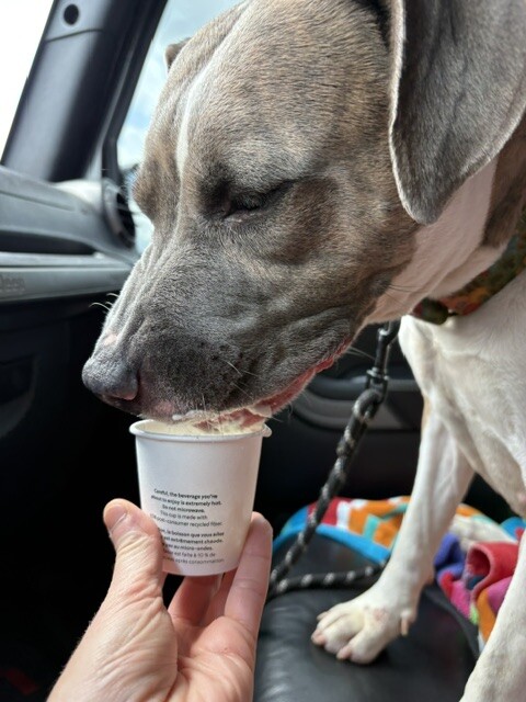 View Ceres the Dog Photo #9