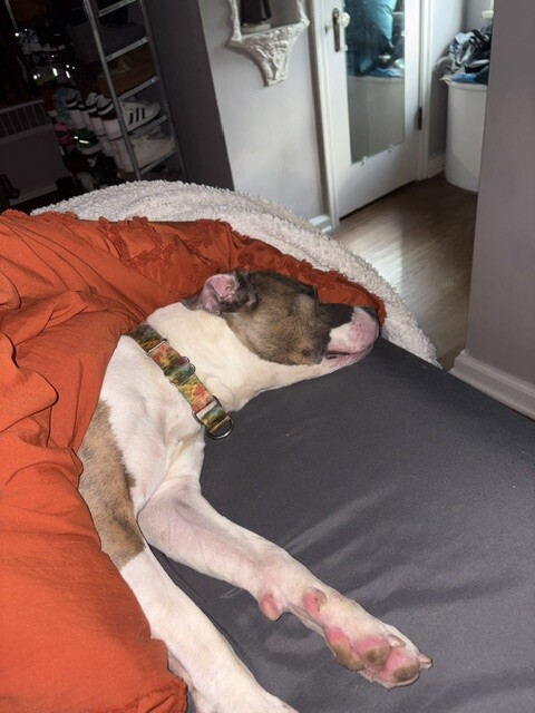 View Ceres the Dog Photo #4