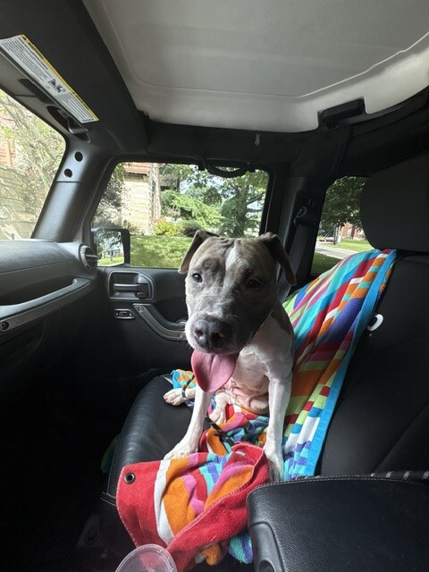 View Ceres the Dog Photo #8
