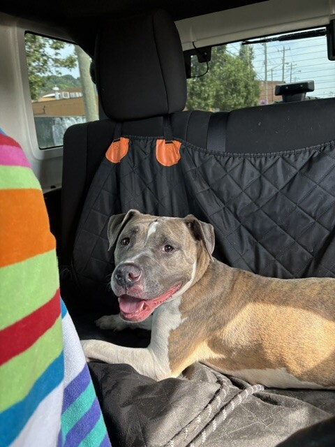 View Ceres the Dog Photo #3