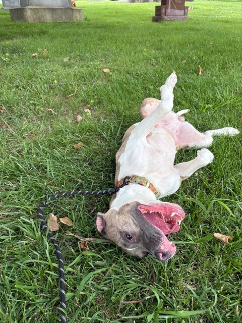 View Ceres the Dog Photo #5