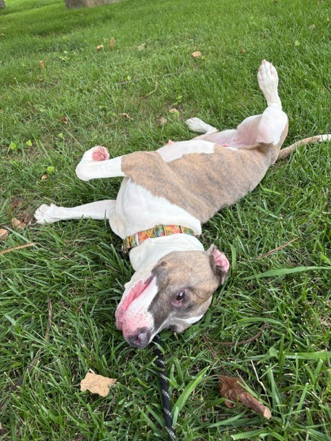 View Ceres the Dog Photo #6