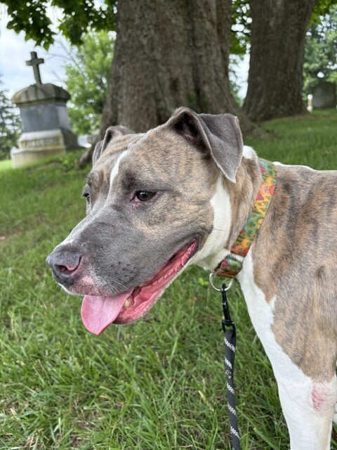 View Ceres the Dog Photo #2
