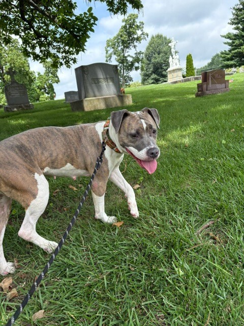 View Ceres the Dog Photo #7