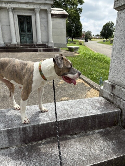 View Ceres the Dog Photo #12
