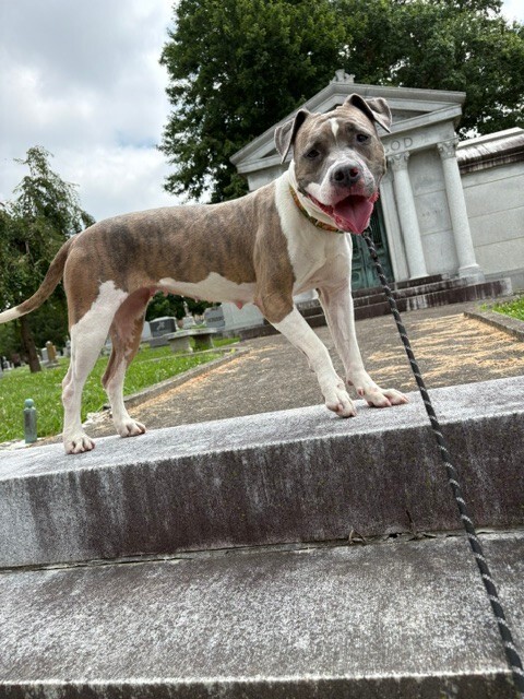 View Ceres the Dog Photo #10