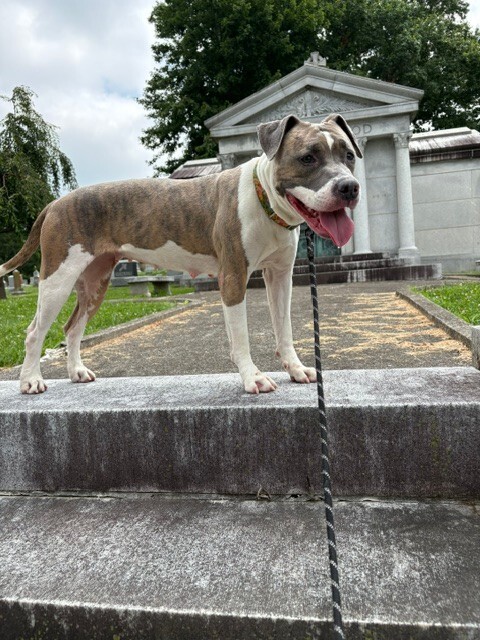 View Ceres the Dog Photo #11