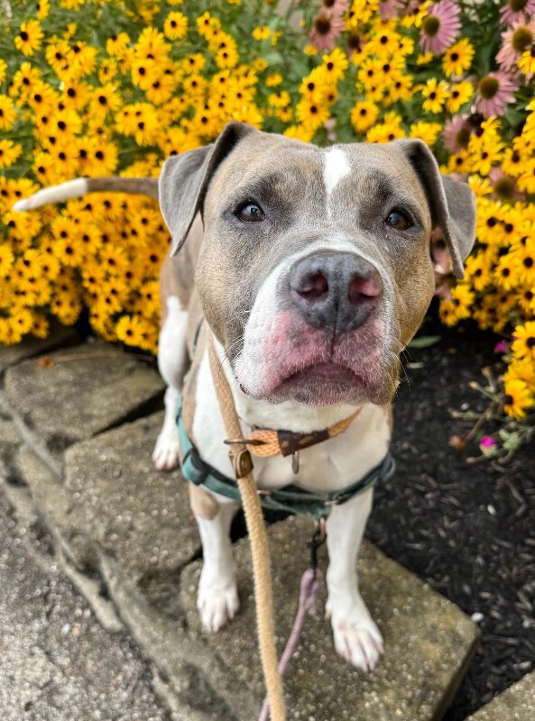 View Ceres the Dog Photo #10