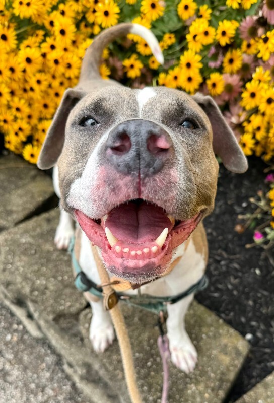 Ceres - Dog
