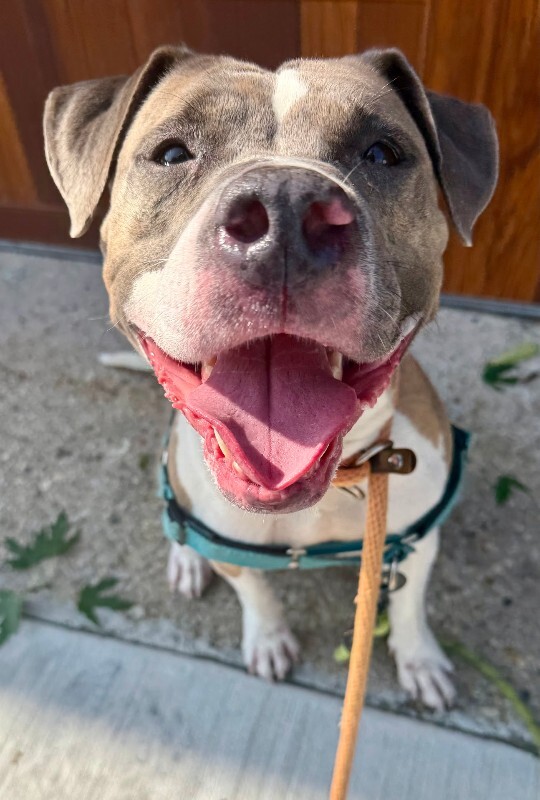 View Ceres the Dog Photo #19