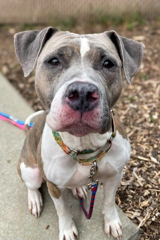 Learn More About Ceres Ceres - Dog