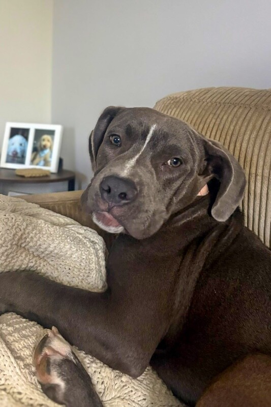 Zephie - Dog