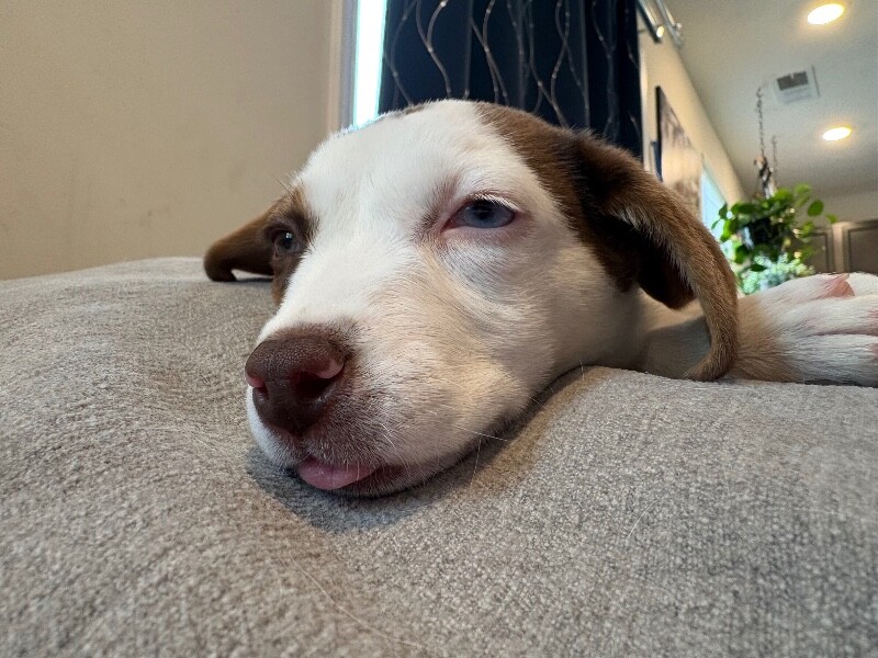 View Peach Vibe the Dog Photo #3