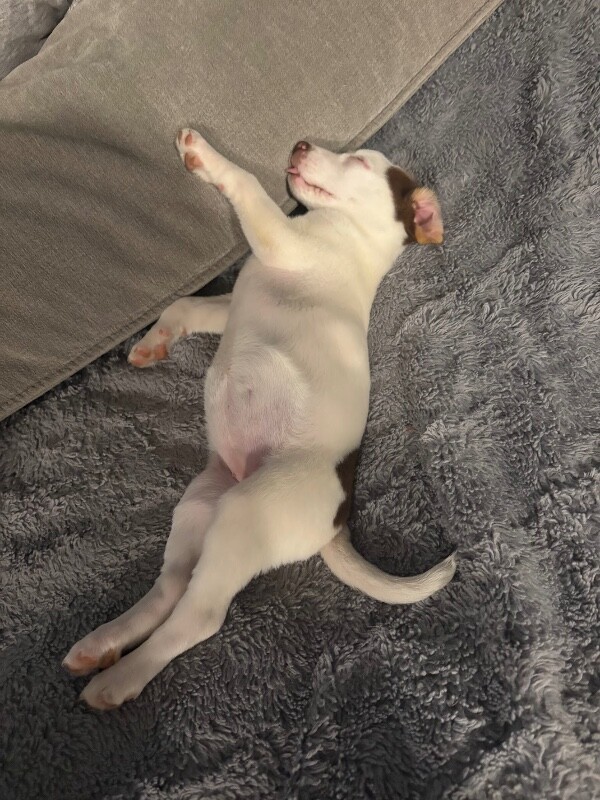 View Peach Vibe the Dog Photo #4
