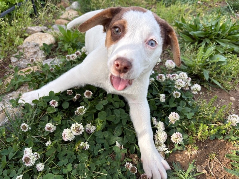 Peach Vibe - Dog