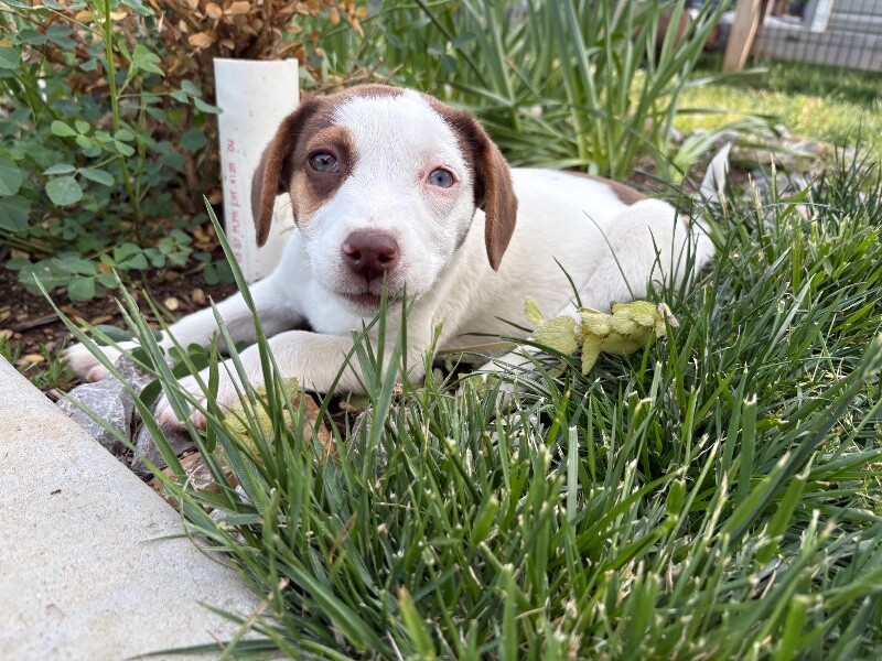 View Peach Vibe the Dog Photo #5