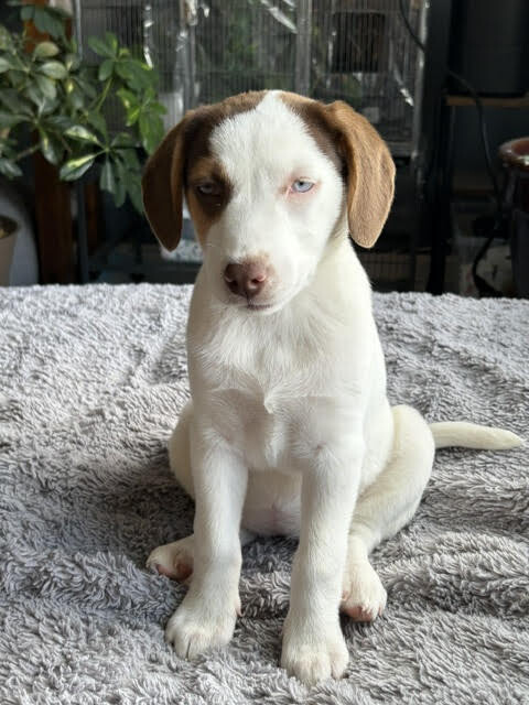 View Peach Vibe the Dog Photo #7