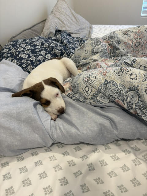 View Peach Vibe the Dog Photo #8