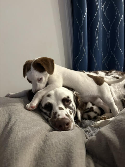 View Peach Vibe the Dog Photo #9