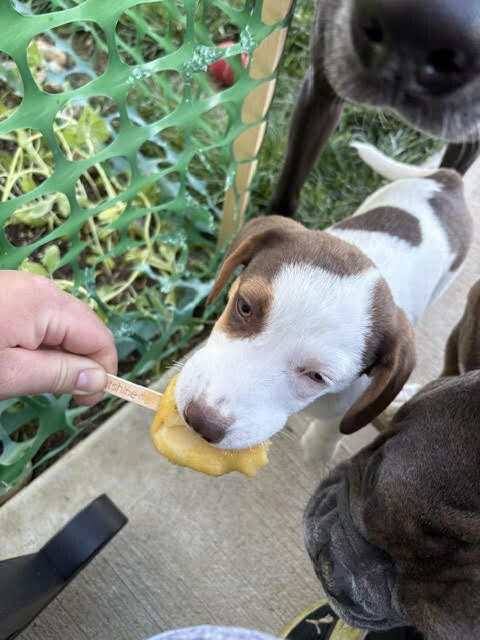 View Peach Vibe the Dog Photo #6