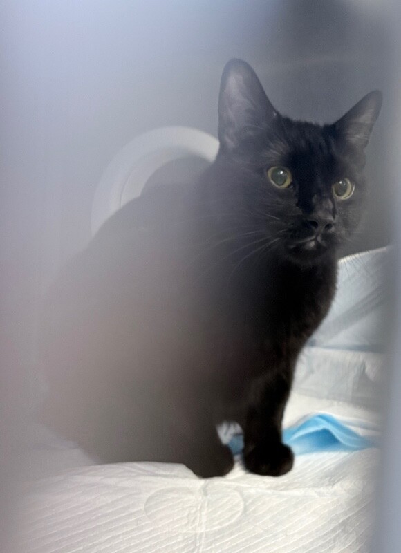 View Gangster Boo the Cat Photo #6