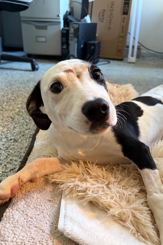 View Bullseye the Dog Photo #3