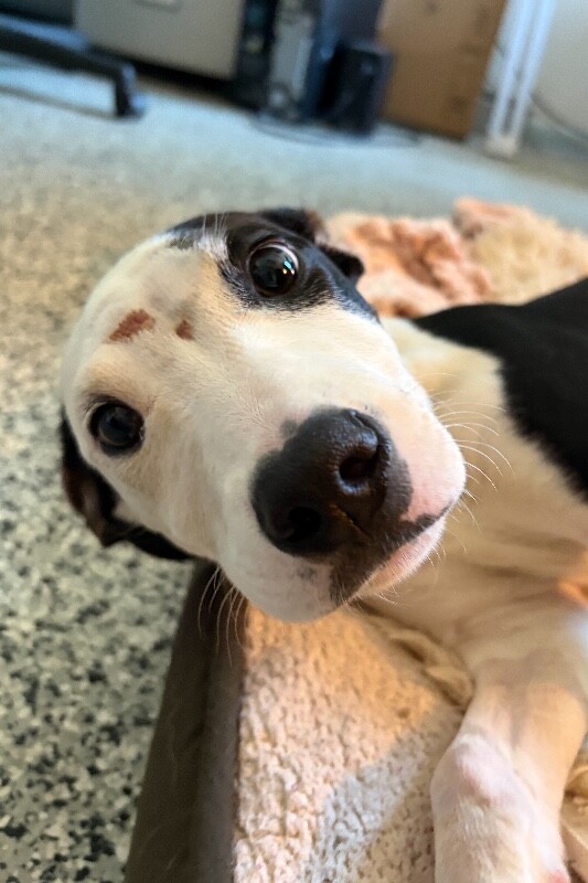Bullseye - Dog