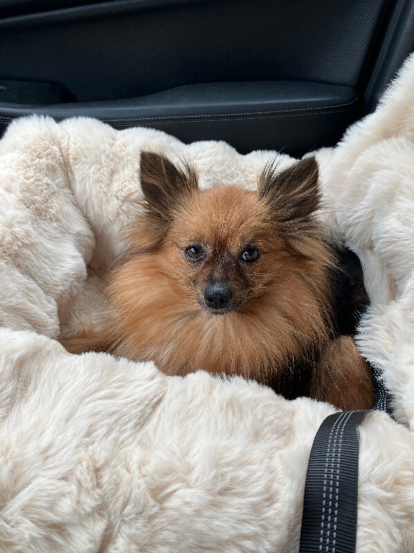 Have You Seen Annie? Annie - Dog