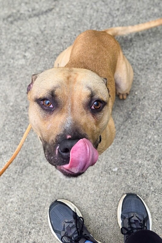 Learn More About Conrad Conrad - Dog