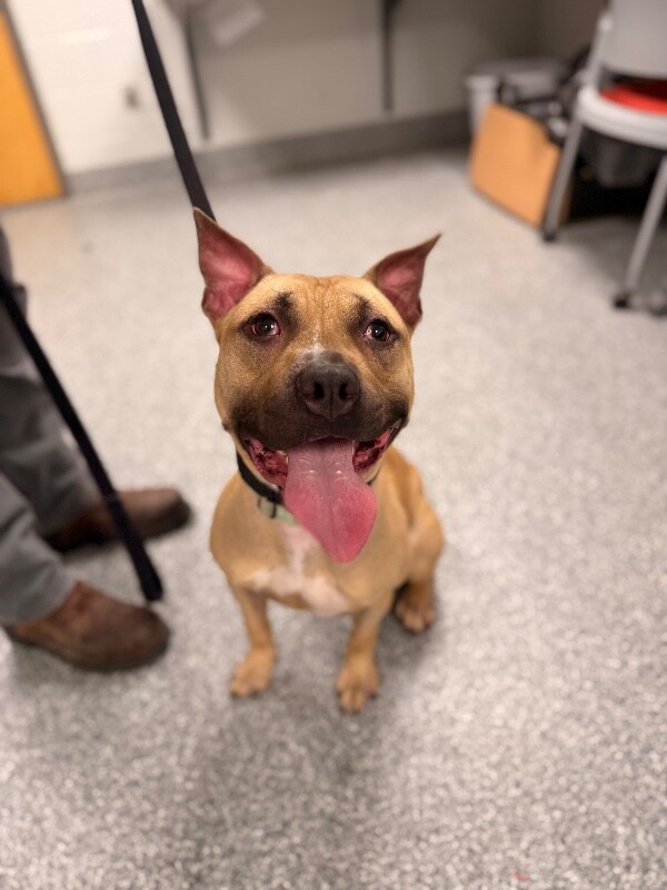 Learn More About Conrad Conrad - Dog