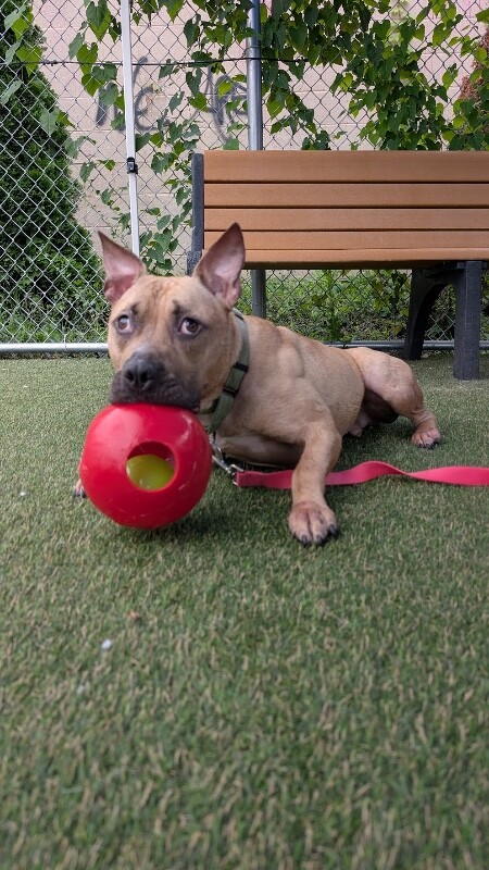 View Conrad the Dog Photo #8