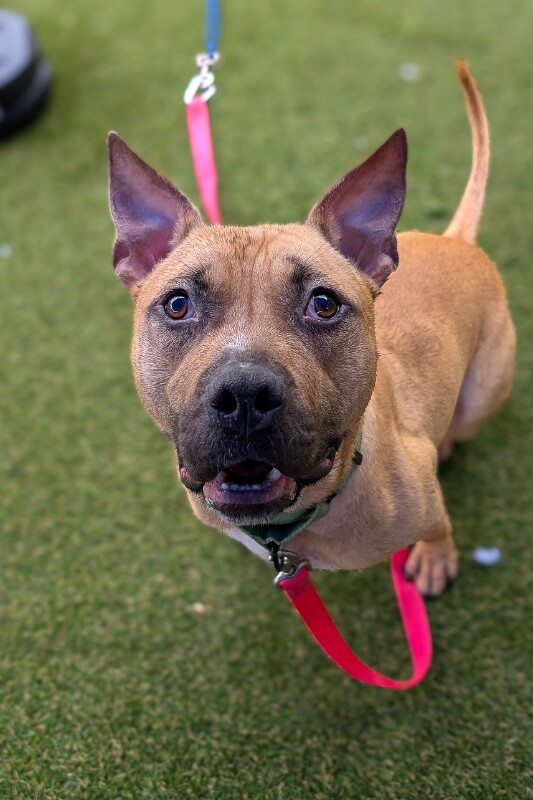 Learn More About Conrad Conrad - Dog