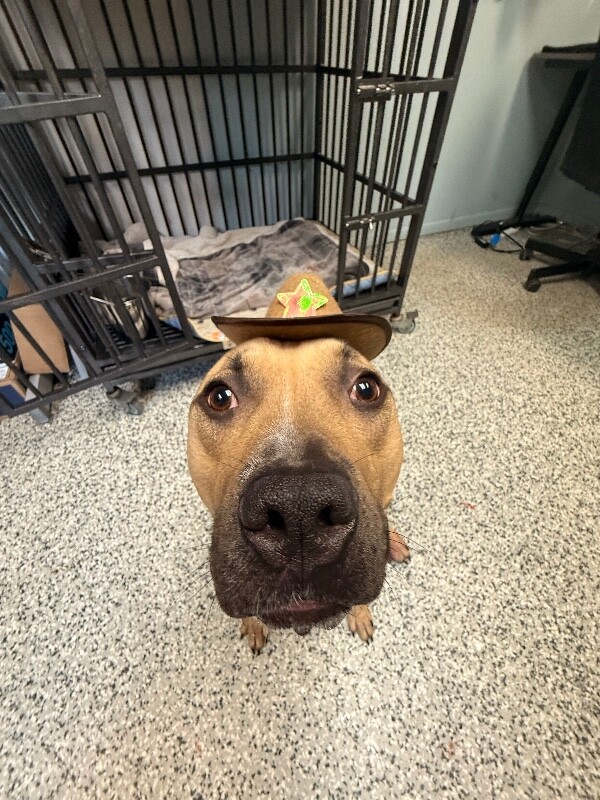 View Conrad the Dog Photo #3