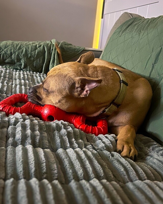 View Conrad the Dog Photo #6