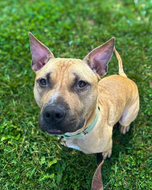 Conrad - Dog