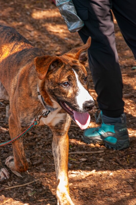 View Fyffe the Dog Photo #5