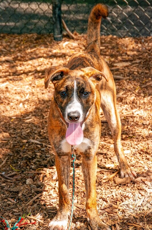 View Fyffe the Dog Photo #6