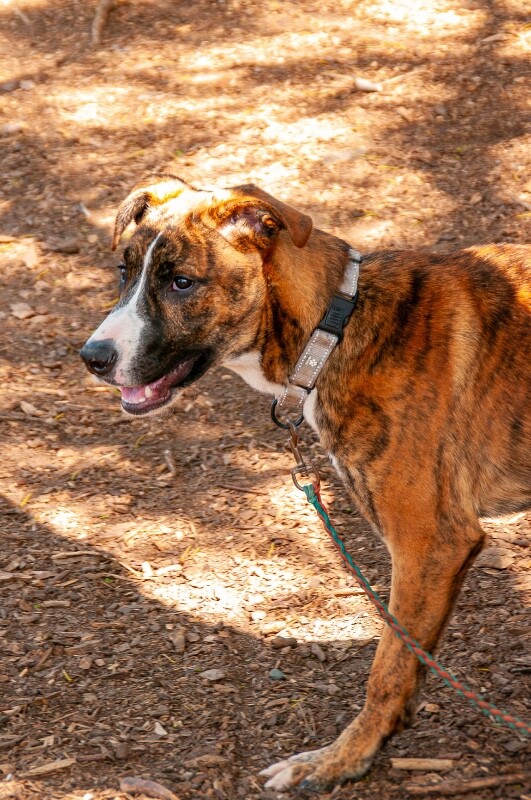 View Fyffe the Dog Photo #7
