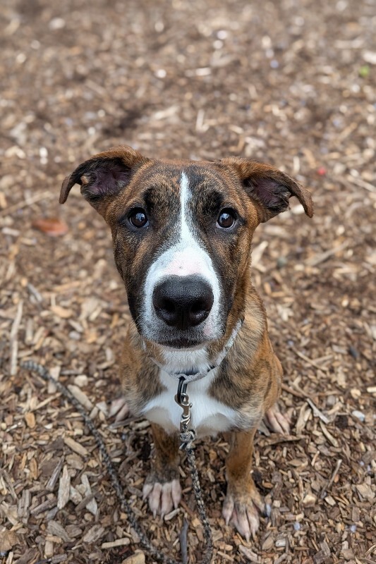 View Fyffe the Dog Photo #2