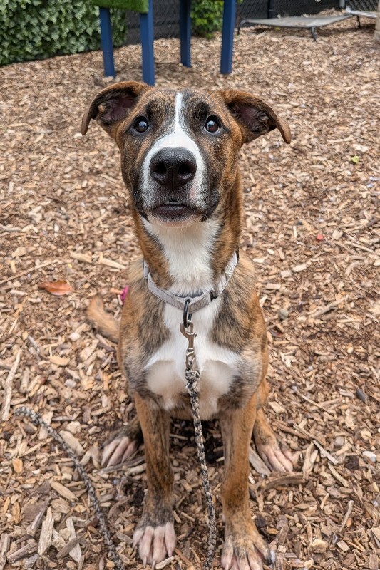 View Fyffe the Dog Photo #4