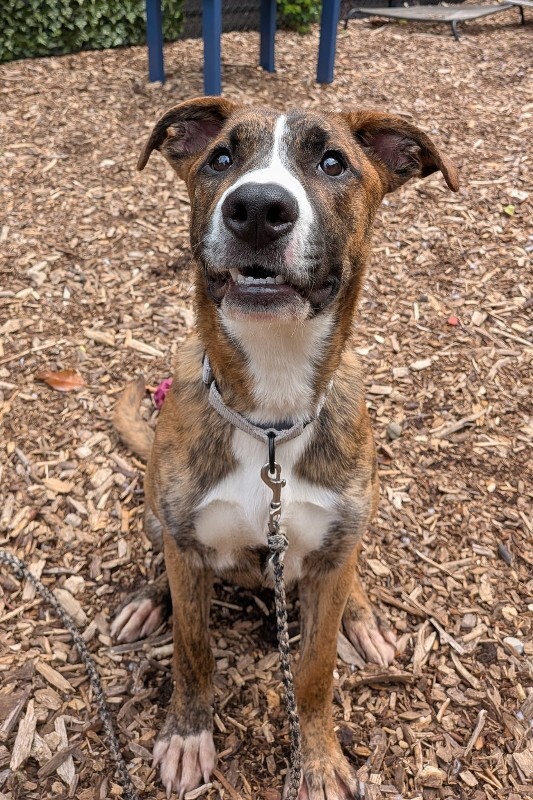 View Fyffe the Dog Photo #3
