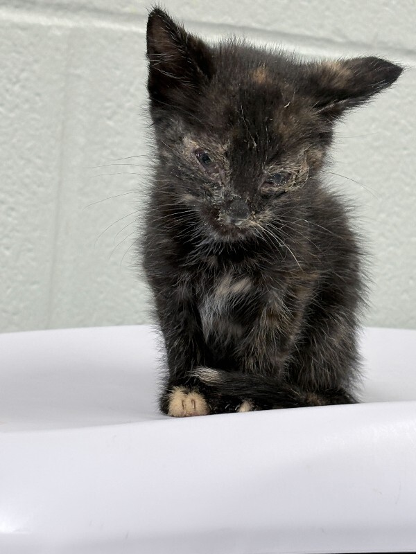 Fiji - Cat