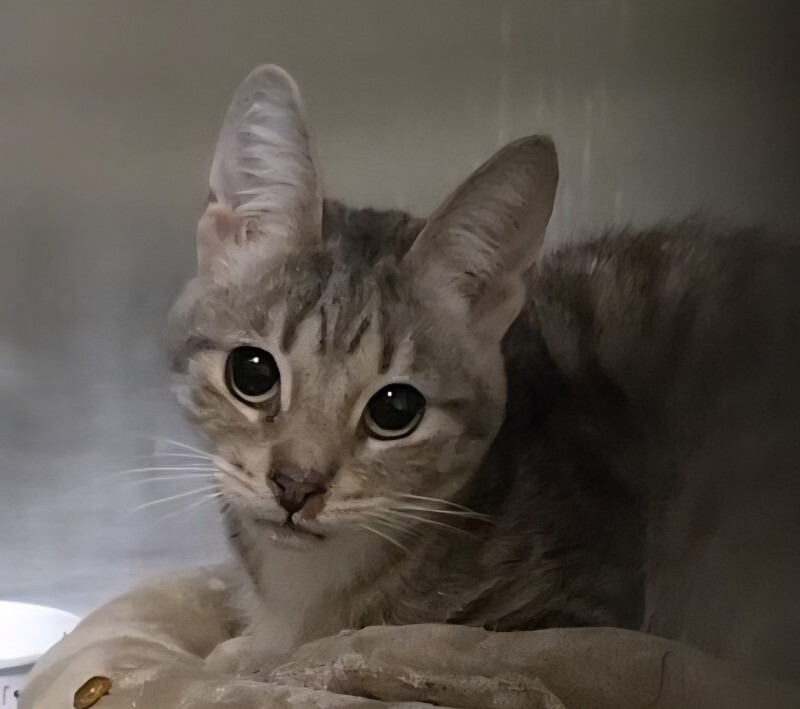 St. Clair - Cat