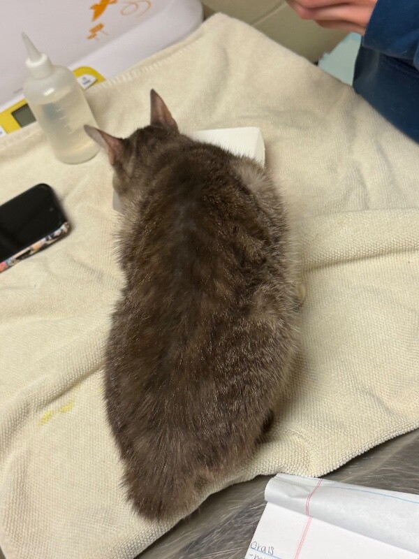 View St. Clair the Cat Photo #3