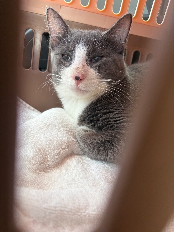 View Stormy the Cat Photo #3