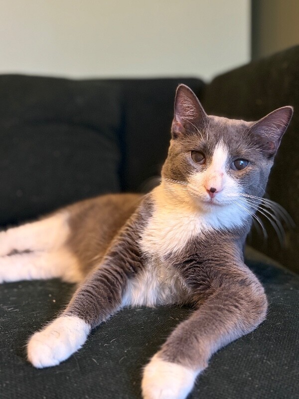 View Stormy the Cat Photo #2