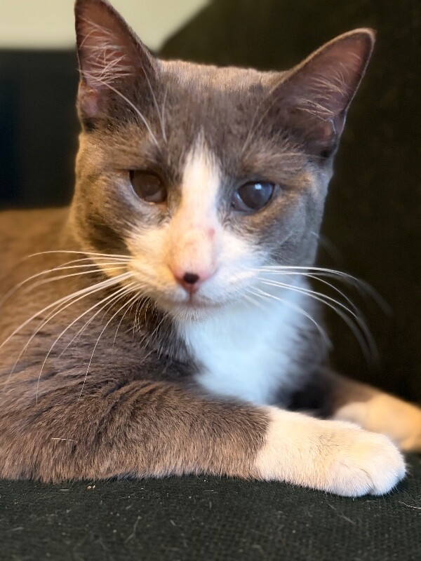 Stormy - Cat